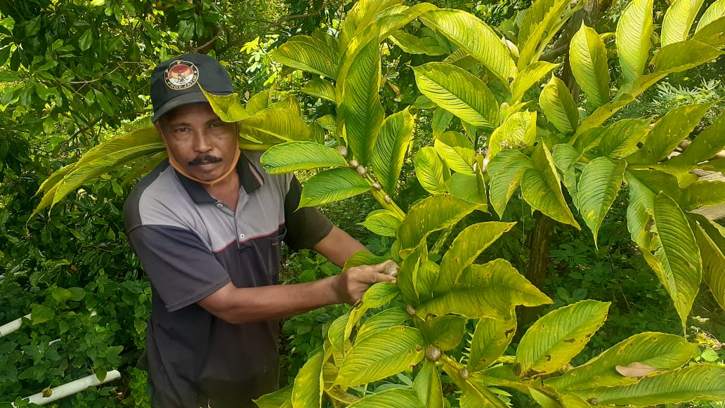 Wuiih... Hasil Panen Porang Ditawar Rp825 Juta, Tapi Ditolak Petani Madiun