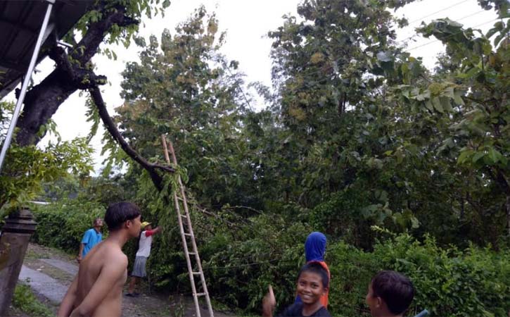 Pohon tumbang akibat hujan disertai angin kencang di Pracimantoro, Wonogiri, Minggu (4/4/2021). (Istimewa-Camat Pracimantoro)