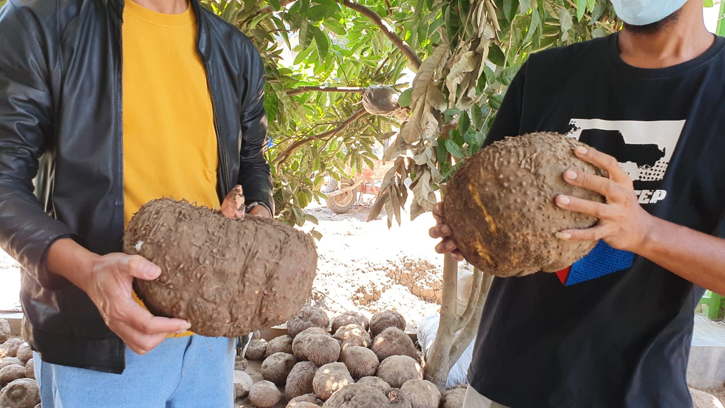 Harga Umbi Porang Anjlok, Pemkab Madiun Minta Ini ke Pemerintah Pusat