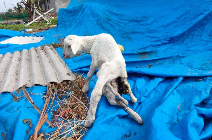 Kambing Berkaki Tujuh dan Berkelamin Ganda Hebohkan Warga Kulonprogo