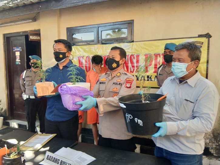 Ingin Mudah Peroleh Ganja, Karyawan Swasta di Jogja Tanam Pohon Sendiri