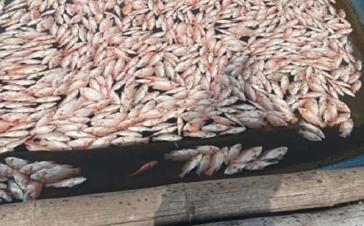 1,5 Ton Ikan Nila di Karamba WGM Wonogiri yang Mendadak Mati Ternyata Siap Panen