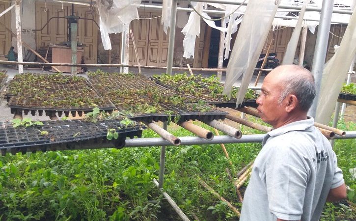 Duh! Petani Tembakau di Klaten Terancam Gagal Panen Gara-Gara Cuaca Tak Menentu
