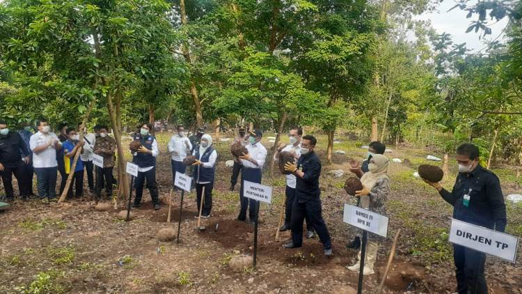 Panen Bersama di Madiun, Mentan dan Menko PMK Dorong Industri Pengolahan Porang