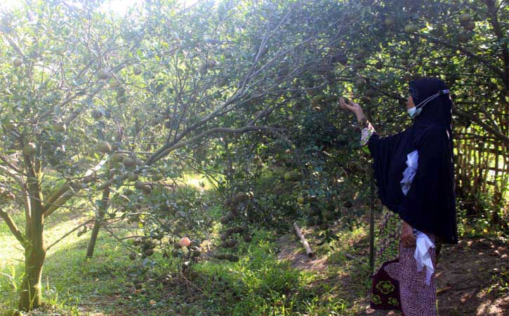 Di Kebun Milik Wong Sragen Ini Bayar Rp10.000 Bisa Makan Jeruk Sepuasnya - Vimarsana News