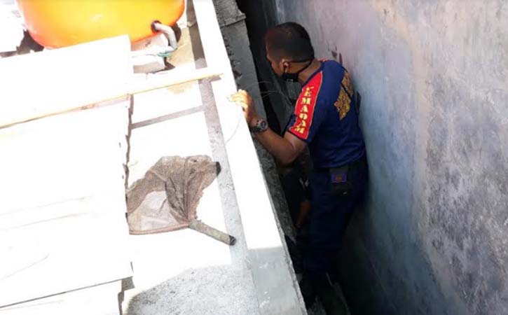 Aksi Petugas Damkar Sragen Berjibaku Selamatkan Kucing Terjepit Tembok - Vimarsana News