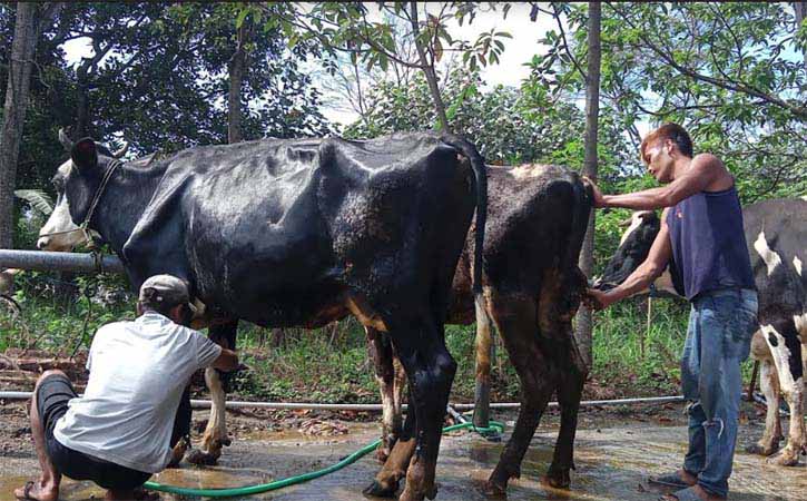 Sapi-sapi dimandikan di salon sapi milik Setiadi di sekitar Pasar Hewan Jelok, Kecamatan Cepogo, Boyolali, Kamis (15/7/2021). (Solopos-Bayu Jatmiko Adi)