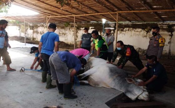 Sapi kurban dari Presiden Jokowi disembelih di kompleks Masjid Agung Keraton Solo, Rabu (21/7/2021)