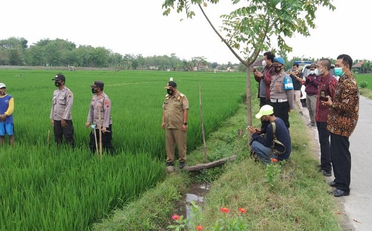 Tim gabungan mencopoti jebakan tikus di area persawahan di Desa Karangudi, Ngrampal, Sragen, Selasa (3/8/2021). (Istimewa/Polsek Ngrampal)