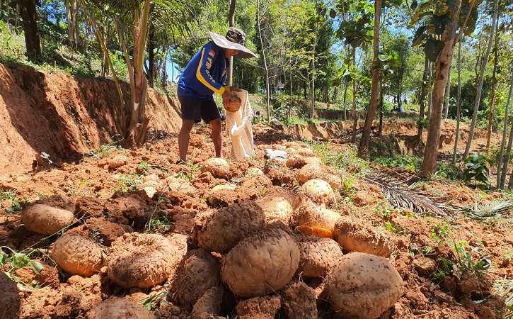Harga Jual Porang di Wonogiri Anjlok, Ini Alasannya