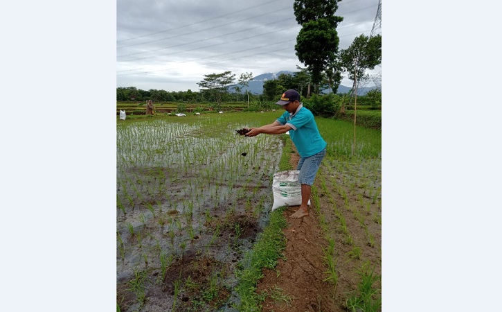 Minat Petani Karanganyar Beralih ke Pertanian Organik Minim, Ini Penyebabnya - Solopos.com - Vimarsana News