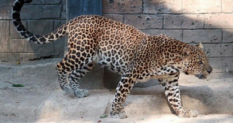 KLHK Pantau Keberadaan Macan Tutul di Pegunungan Lasem Rembang