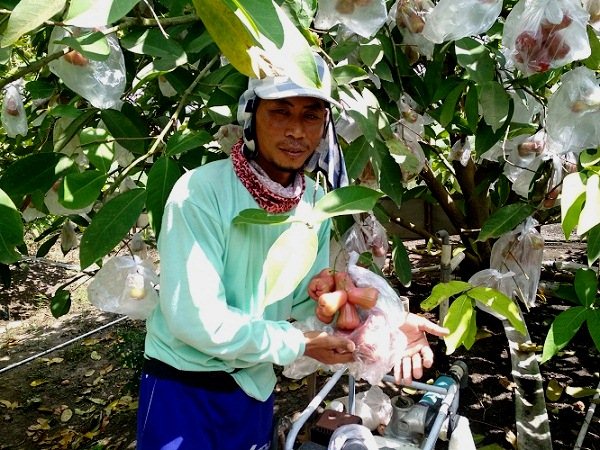 Aman Maulana, petani jambu air di Desa Patupawon, Kecamatan Penawangan, Kabupaten Grobogan menunjukan buah jambu siap panen di kebunnya, Kamis (23/9/2021). (Arif Fajar S)
