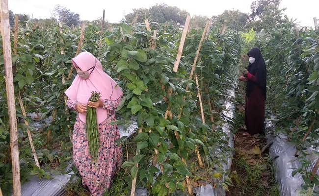 Dua warga tengah memetik kacang panjang dan kangkung yang ditanam di sekitar rawa-rawa di Desa Jangglengan, Kecamatan Nguter, Sabtu (25/9/2021). (Istimewa-Sutoyo)