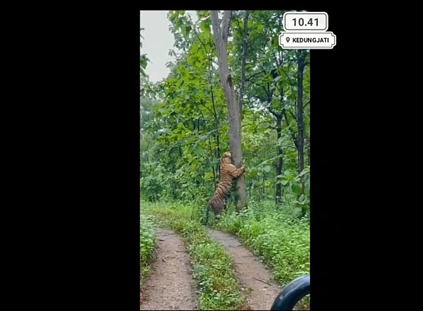Sempat Viral, Video Harimau di Kedungjati Grobogan Ternyata Hoaks