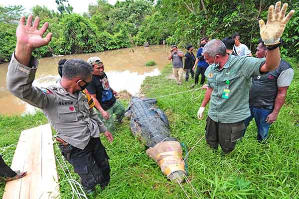 Petugas Balai Konservasi Sumber Daya Alam (BKSDA) Jambi, bersama aparat kepolisian, TNI dan warga mengevakuasi seekor buaya muara (Crocodylus porosus) dari Penangkaran Buaya Kebon Sembilan, Muarojambi, Jambi, Sabtu (25/9/2021). (Antara/Wahdi Septiawan)