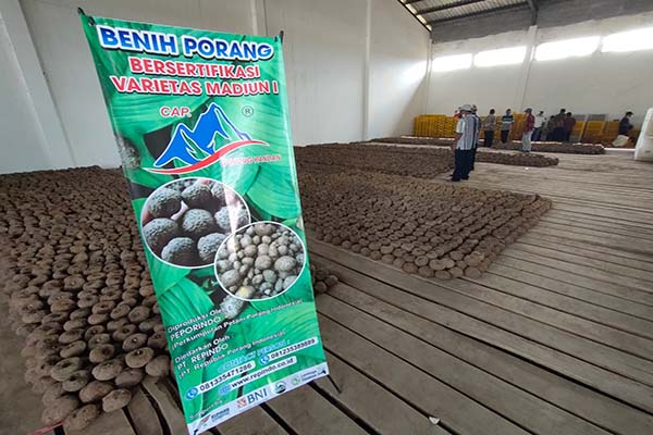 Pasca Dikunjungi Presiden Jokowi, Benih Porang Madiun-1 Laris Manis