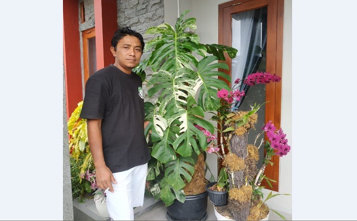 Paiman, warga Mogol, Ledoksari, Tawangmangu, Karanganyar, Karanganyar, berfoto bersama tanaman hias Monstera Variegata miliknya. (Istimewa)