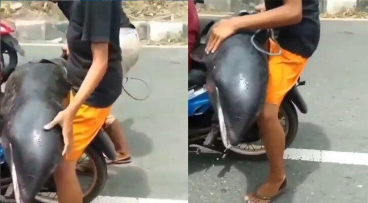 Bukannya Menolong, Dua Pemuda Ini Malah Bawa Lumba-Lumba Terdampar ke Pasar - Vimarsana News