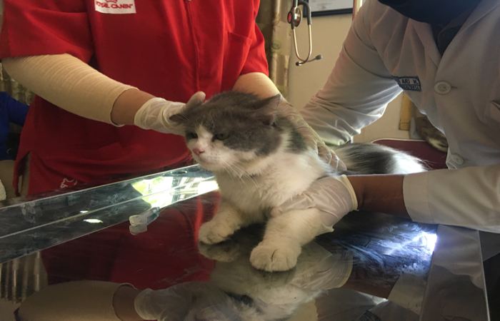Seekor kucing tengah divaksin rabies di Kantor Dinas Perikanan, Kelautan, dan Peternakan Wonogiri, Selasa (28/9/2021). (Solopos.com/ Farida Trisnaningtyas)