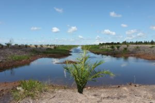 Area pengembangan lahan gambut yang gagal dan dialihkan kepada pemegang konsesi perkebunan besar kelapa sawit. (saveourborneo.org)