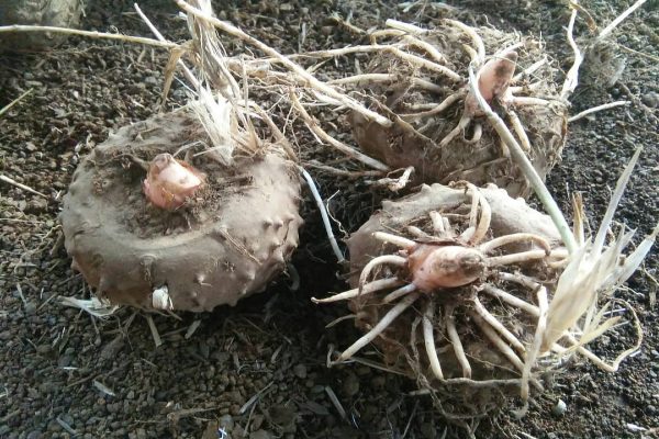 Kisah Petani Magelang Raup Cuan dari Porang