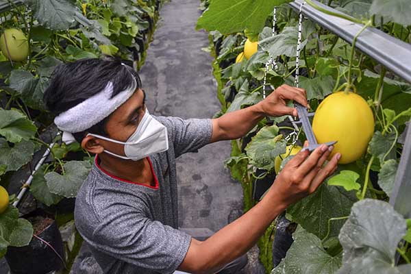 Petani Milenial Tasikmalaya (Pelita) Dadan Ridwan mengukur pertumbuhan melon organik di Taman Hati Farm, Tamansari, Kota Tasikmalaya, Jawa Barat, Selasa (19/10/2021). (Antara/Adeng Bustomi)