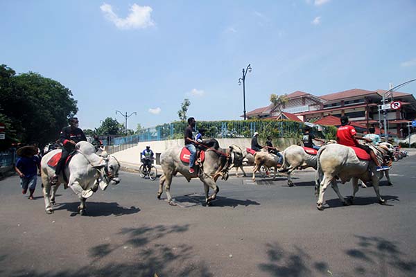Puluhan sapi tunggang milik Komunitas Sapi Tunggang Boyolali melintas di kawasan Pasar Klewer, Solo, Kamis (21/10/2021). (Solopos/Nicolous Irawan)