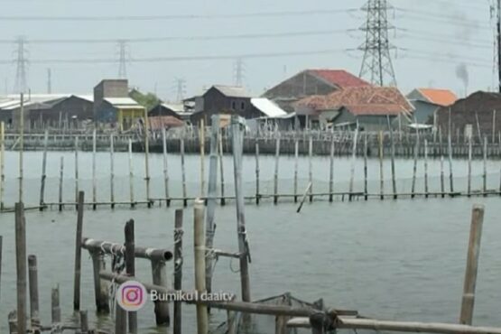 Sistem Tanggul Waring yang dibangun warga desa untuk melindungi hasil tambak dari air pasang laut atau rob