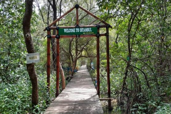 Track Hutan Mangrove Pantai Istambul