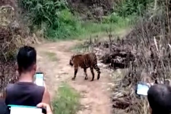 Warga Banda Aceh ramai-ramai mengabadikan harimau yang masuk ke perkebunan mereka, Rabu (20/10/2021). (Detikcom)