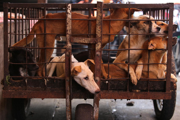 Pedagang Daging Anjing asal Sragen Divonis 10 Bulan Penjara