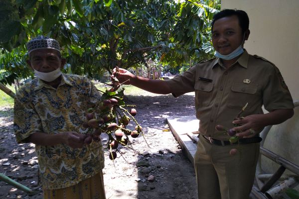 Tokoh masyarakat Dukuh Karang Duwet, Ahmadi, dan Kepala Desa Bendan, Mas Teguh Rahayu, memperlihatkan buah matoa yang dipetik di perkarangan rumah Ahmadi di Dukuh Karang Duwet, Desa Bendan, Kecamatan Banyudono, Boyolali, Senin (25/10/2021). (Solopos.com/Cahyadi Kurniawan)