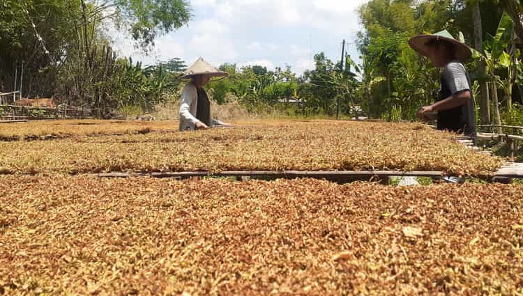 Petani sedang menjemur rajangan tembakau di Desa Kedungmaron, Kecamatan Pilangkenceng, Kabupaten Madiun, Jumat (15/10/2021). (Madiunpos.com/Abdul Jalil)