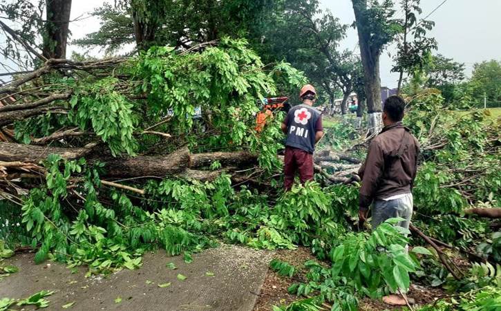 Sukarelawan memotong batang pohon tumbang dengan gergaji di ruas Jalan Sukoharjo-Tawangsari, Jumat (22/10/2021). (Istimewa-PMI Sukoharjo)
