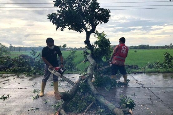 pohon tumbang Grobogan