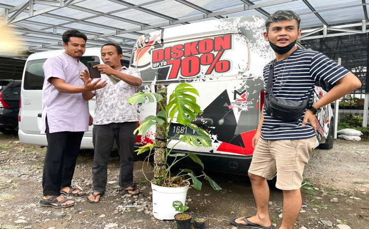 Wuihhh, Warga Sragen Barter Mobil dengan 1 Pot Monstera Marmorata
