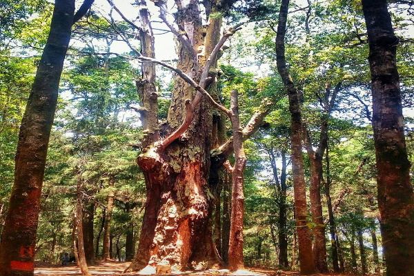Pohon Walitis, Hutan Rasamala, Lereng Gunung Sumbing, Kabupaten Temanggung (Instagram/@wisata_walitis)