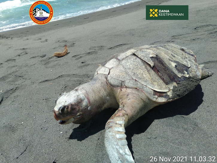Penyu Ditemukan di Pantai Selatan Kulonprogo, Dicek Tim SAR Sudah Mati