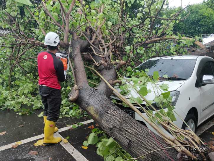 Pohon-Pohon di Kota Jogja Bertumbangan, Timpa 4 Mobil dan Tutup Jalan
