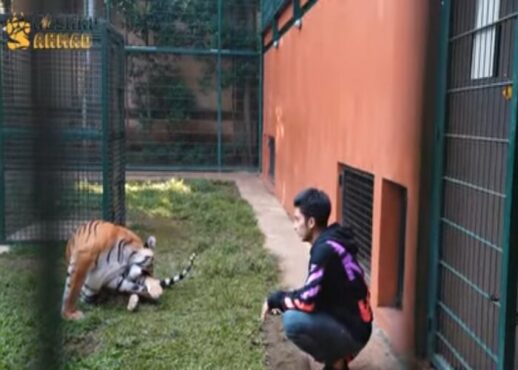 Alshad Ahmad memelihara satwa eksotis salah satunya harimau.