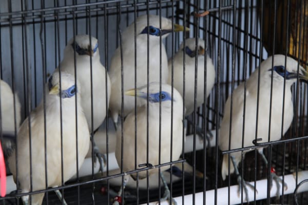 Petugas BKSDA Jawa Tengah memindahkan Jalak Bali yang diserahkan para penangkar di Klaten untuk dilepasliarkan di habitat asalnya di Bali Barat, Rabu (1/12/2021). Penyerahan tersebut dilakukan para penangkar di Kantor Desa Jimbung, Kecamatan Kalikotes, Klaten. (Solopos.com/Taufiq Sidik Prakoso)