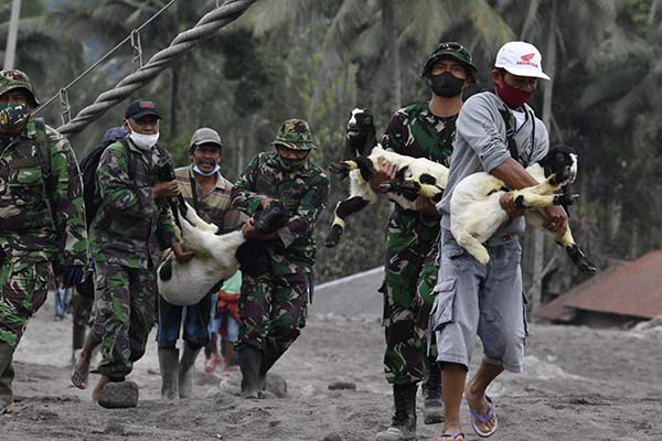 Gunung Semeru Meletus, 138 Kambing & 23 Sapi Mati