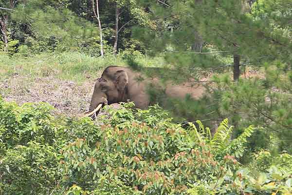 Kawanan Gajah Liar Rusak Belasan Rumah dan Perkebunan di Aceh