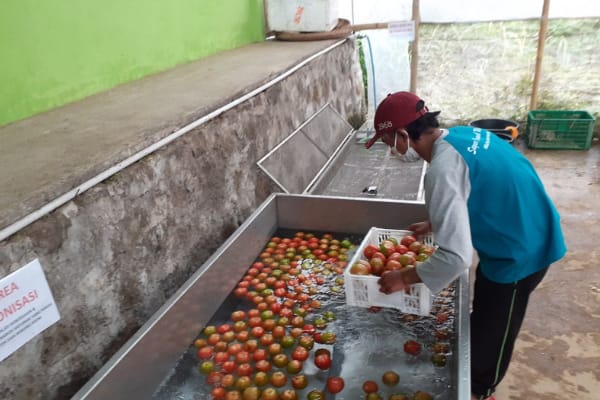 Potret Digitalisasi Pertanian di Kopeng, Raup Cuan Berbekal Konten Menarik di Medsos