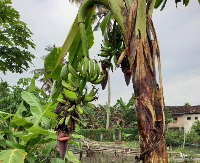 Pohon Pisang Ambon