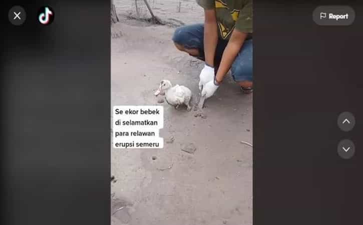 Viral Aksi Sukarelawan Tolong Seekor Bebek Terjebak Abu Vulkanik Semeru