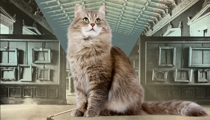 Museum Hermitage Rusia Jadi Rumah Puluhan Kucing