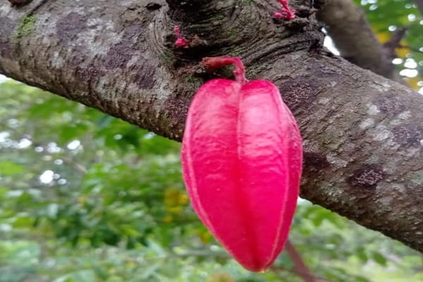 Unik, Buah Belimbing Milik Warga Wonogiri Ini Berwarna Merah