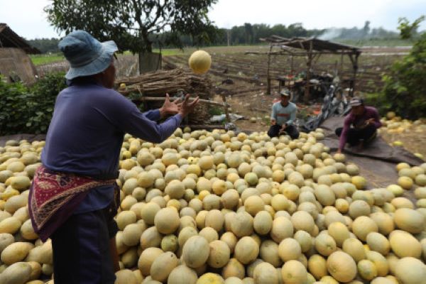 Peluang Ekspor Hortikultura dan Kesejukan Berwisata di Umbul Pengging